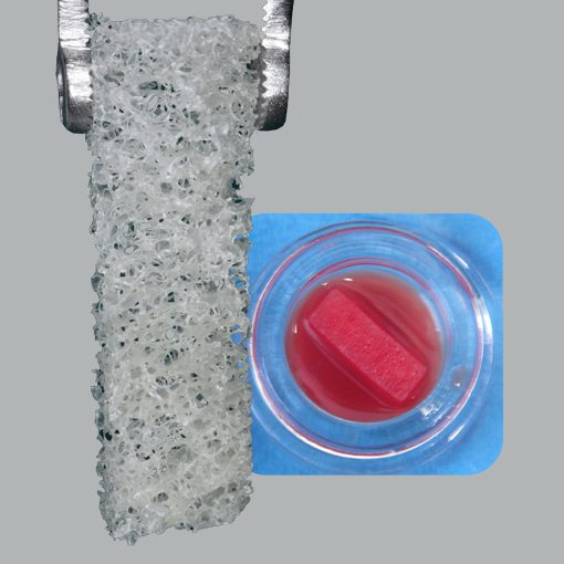 Bone Allograft Sponges second image